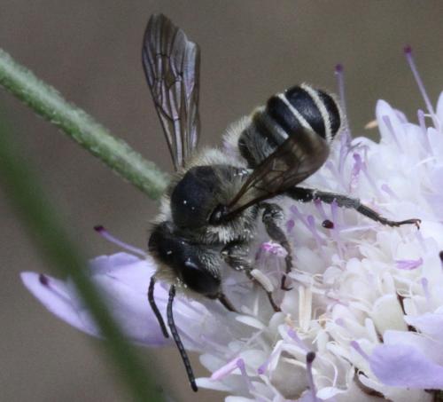 Réf. 197 380 : Megachile sp.